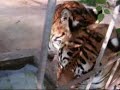 [bigcat.org]-Tigre-and-Boom-Drinking