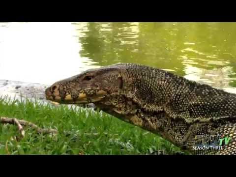 YouTube reptile video
