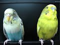 sleepy parakeets