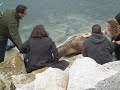 Leão-marinho ferido pela indústria salmoneira -- Puerto Montt