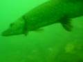 Tauchen Straussee Diving Berlin Brandenburg Strausberg