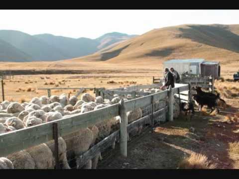 New Zealand (Country) - new zealand high sheep station muster.