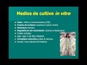 Video presentacion Cultivo Tejidos Vegetales