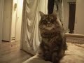 Maine coon Cat do dog tricks