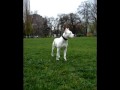 AMSTAFF*KALLA*8-16 WEEKS