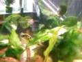 baby Mbu Puffer