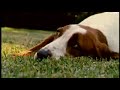 Comercial Pedigree