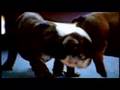 Comercial Pedigree