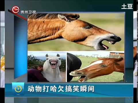动物打哈欠搞笑瞬间(视频)