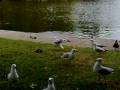 Hitler Seagul XD