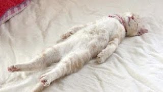 Garip Pozisyonlarda Uyuyan Komik Kediler Derleme H