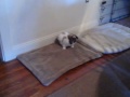 11/18/2008 Playin' Pets! 4029