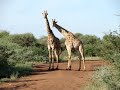Giraffes at Madikwe Game Reserve