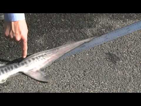 how to measure fish size qld
