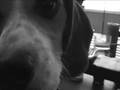 videos de Dogs.wmv