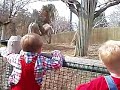 Zebra-play