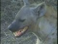 Hyena & Young  Pt.2