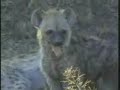 hyena   young  pt 2