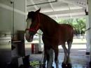 beau the bud clydsdale beau the bud clydsdale