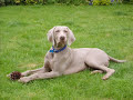 Max the Weimaraner from 8 wks to 8 mths - See how they grow! Max the Weimaraner from 8 wks to 8 mths - See how they grow!