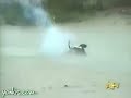 Funny Animals