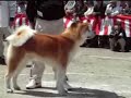 výstava akita inu ,Japonsko