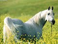cavalos cavalos