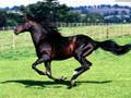 cavalos