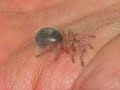 Tarantulas, worms, cocoon and beetles Tarantulas, worms, cocoon and beetles