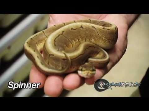 snake