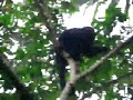 Guatemala Howler Monkey