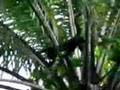 Guatemala Howler Monkey