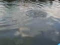 top water bass