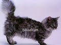 Dwarf Cats and Miniature Cats Dwarf Cats and Miniature Cats