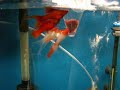 Bloodred sailfin  Santaclau swordtails www.exotictrading.net