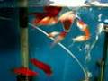 Bloodred sailfin  Santaclau swordtails www.exotictrading.net