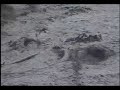 Nisqually River Flood 11-6-06