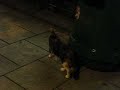 Jerry - Cat in Victorial park HK Part 4