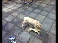 videos de Linus