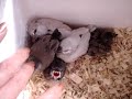 文鳥のヒナの連鎖反応♪