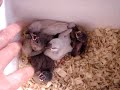 文鳥のヒナの連鎖反応♪