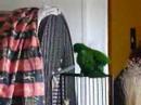 Eclectus Picasso