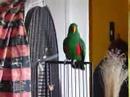 Eclectus Picasso