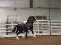 Nebo Calonog Welsh Cob Stallion