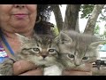 Clovis Animal Shelter pet of the week 6-10  August 2007