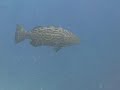 Diving in Belize - The Blue Hole