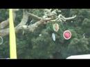 Waveform / Earthdance documentary