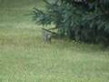Wild rabbits do binkies too!