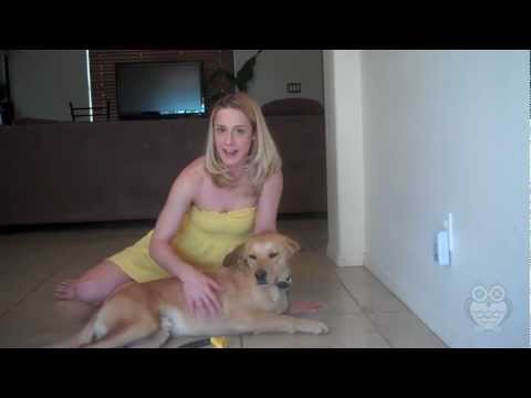 how to use the furminator