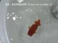 videos de らんちゅう部門 銅賞（3位）＠第4回 生き物大好き LOVE FISHフェア
